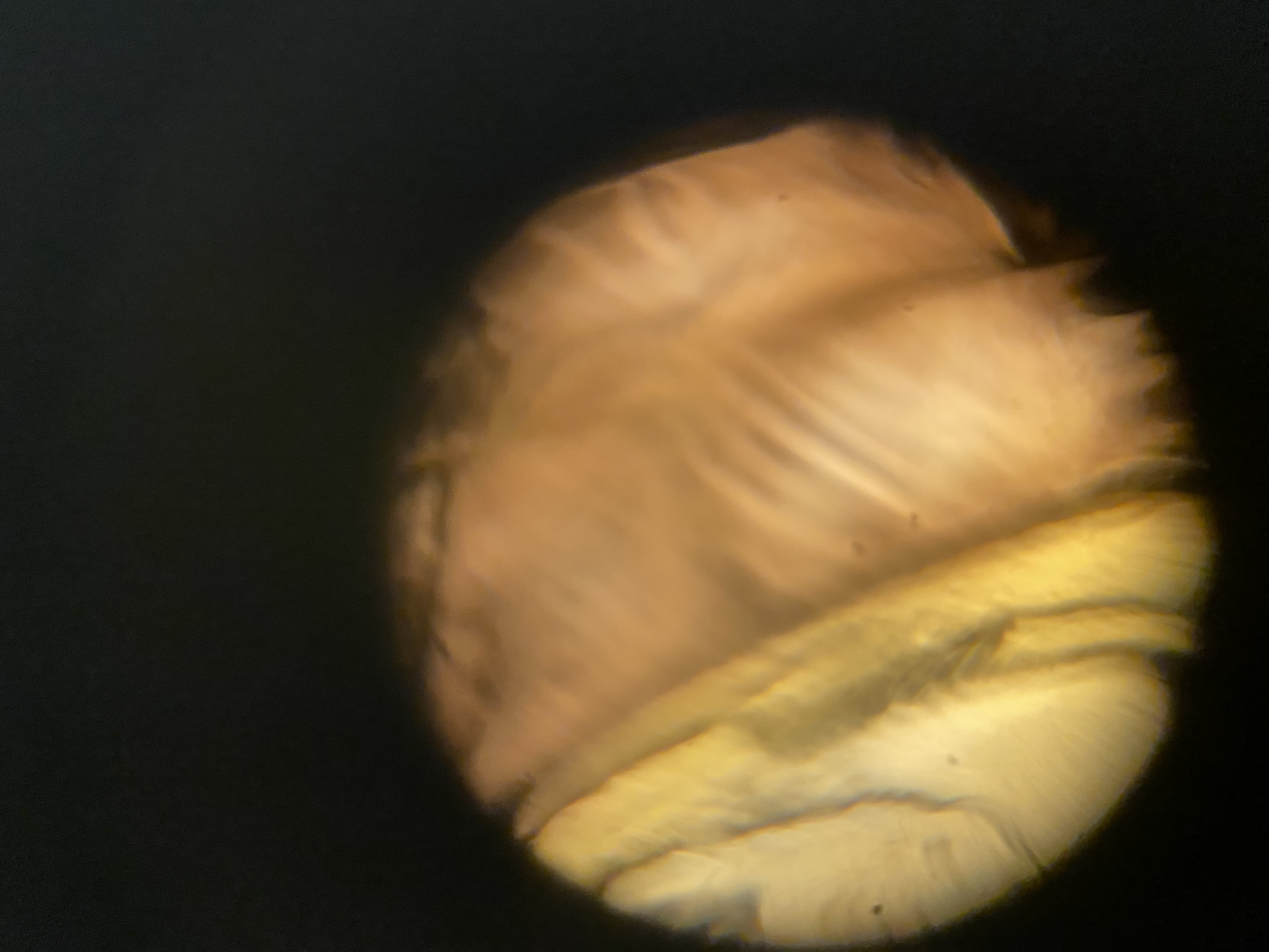 post_media%2FK2nfFGmEk9gf2WSVhaSM01jp6Fs1%2Fnopid%2Ftzlfn76ag1_DF%20Pic%204.jpeg?alt=media&token=98ca500e-7f0c-4a1f-ae82-cf5a3e7f083c