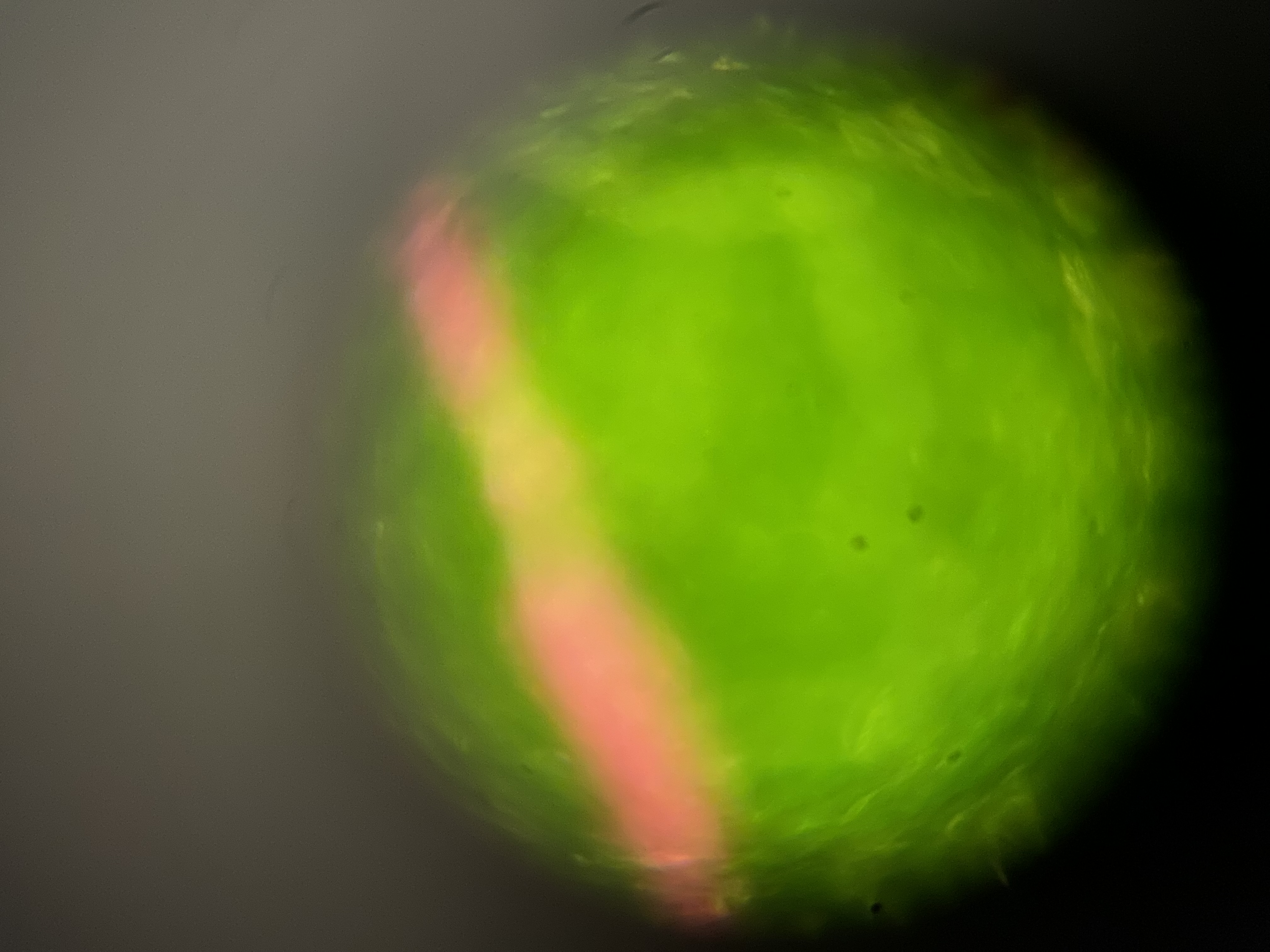 post_media%2FK2nfFGmEk9gf2WSVhaSM01jp6Fs1%2Fnopid%2Fwhicx7epz3_Leaf%20Pic%202.jpg?alt=media&token=80346d2d-50b2-4ac8-a701-3f23c2c67002