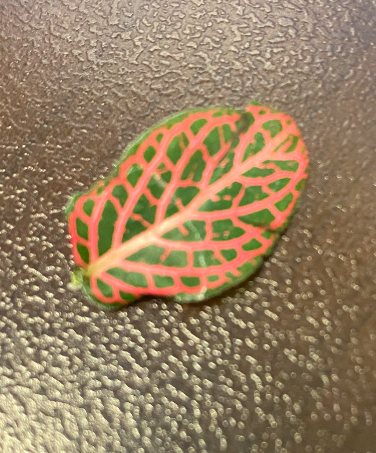 post_media%2FK2nfFGmEk9gf2WSVhaSM01jp6Fs1%2Fnopid%2Fxrrhls48fg_Leaf%20Pic%203.jpg?alt=media&token=f4005966-6da5-4e03-a8b5-9fc59cee855d