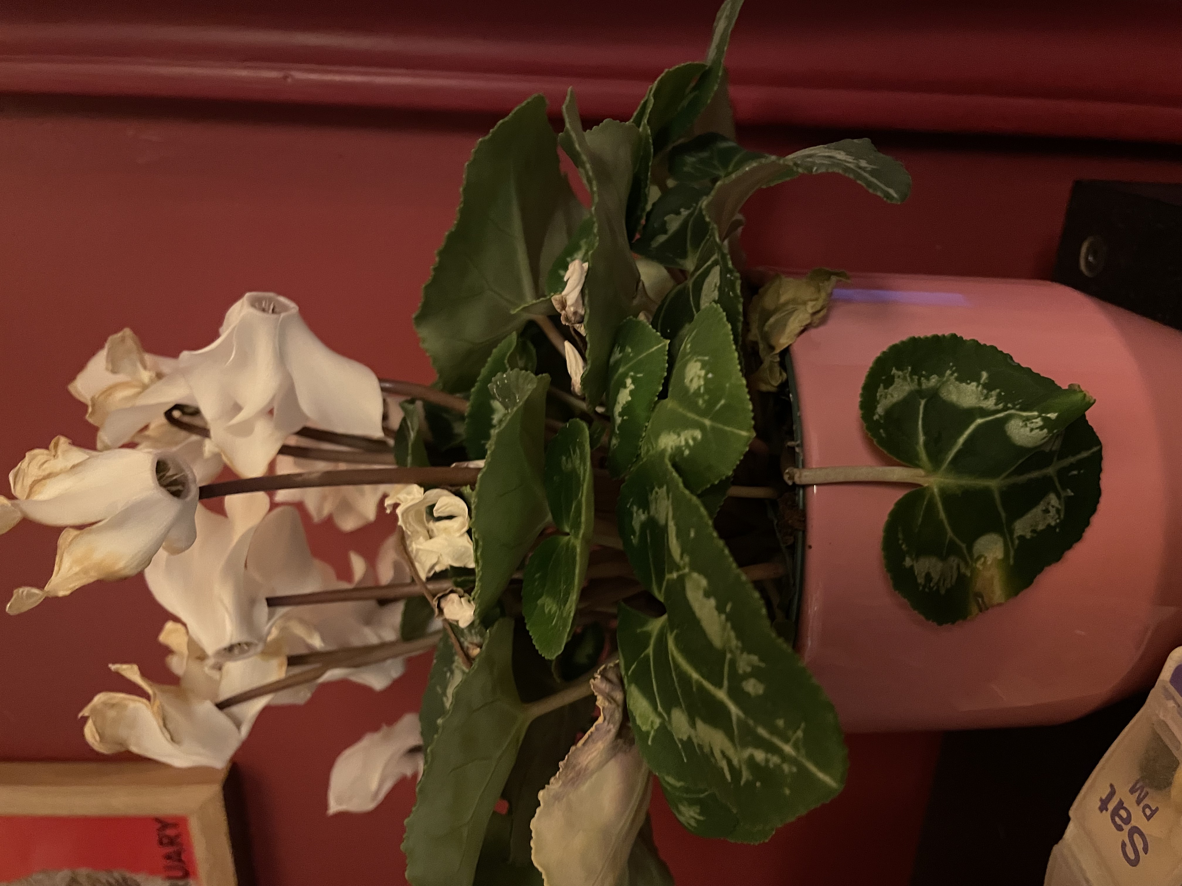 post_media%2FKamt6gLGAmUhedOYJjQD5Vez2TE3%2Fnopid%2Fi3zjiasrxf_IMG_4790.jpeg?alt=media&token=d759ccd5-ecfa-4a1e-bbaa-e0403106874d