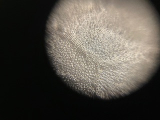 post_media%2FO0ZP9eGJIzOCeiUHhOmIszc8AR53%2Fnopid%2Faxd0qk22vz_IMG_0898.JPEG?alt=media&token=54e9a5b0-e88b-4841-9ad4-144f15bffee3