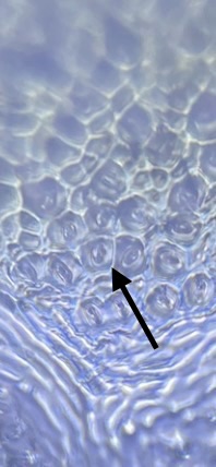 post_media%2FO0ZP9eGJIzOCeiUHhOmIszc8AR53%2Fnopid%2Fd3yabf89zx_IMG_0909.jpeg?alt=media&token=2ae67e07-9496-4241-932f-d67cf75d9637