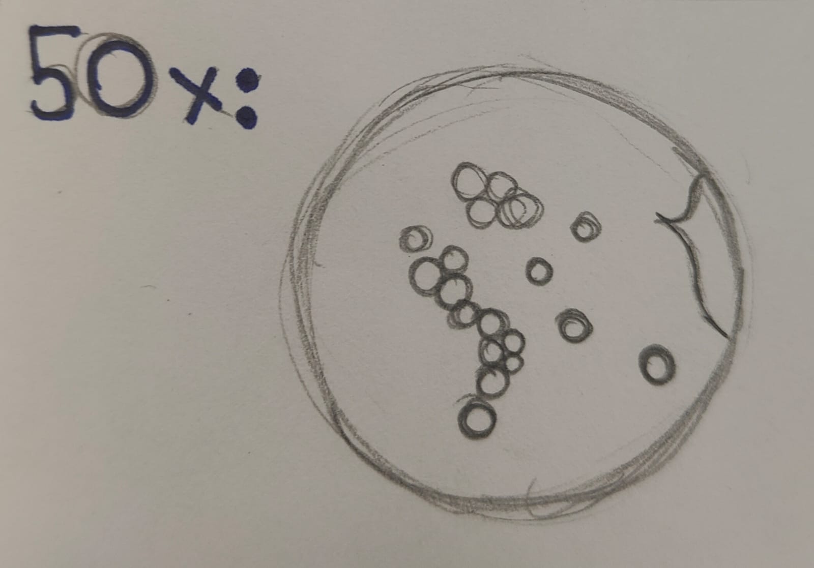 post_media%2FPZVpiRCVUYdNj0QoASz3PHcKfdi2%2Fnopid%2Fk0xsx0jcim_RF%20Pollen%2050x.jpeg?alt=media&token=2ffe92be-c3c5-494a-81f8-8d3904a68e68