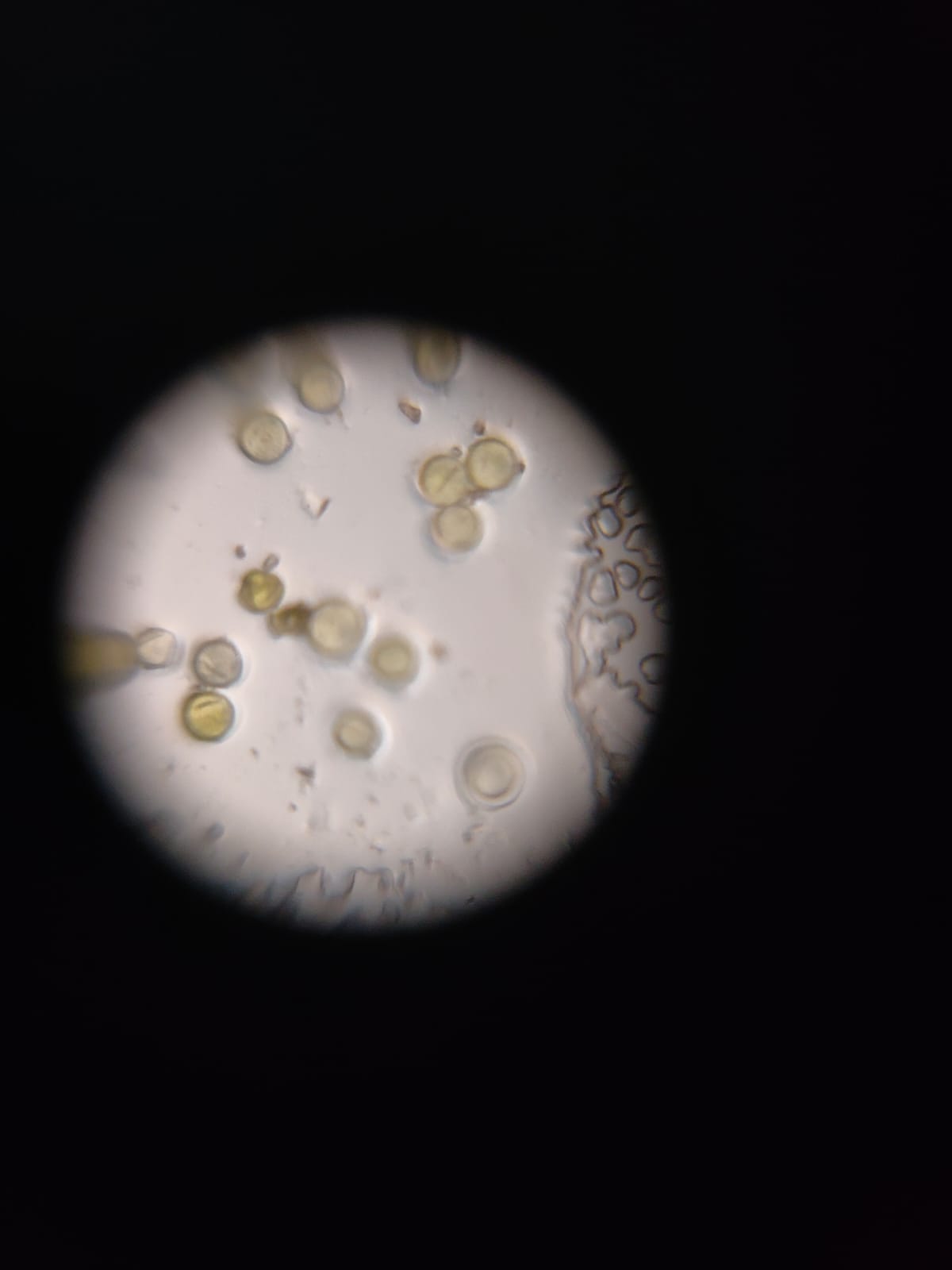 post_media%2FPZVpiRCVUYdNj0QoASz3PHcKfdi2%2Fnopid%2Fnrv5jgdsko_PF%20Pollen%2050x.jpeg?alt=media&token=57a053cc-4ecc-453a-899a-e45e230dcb07