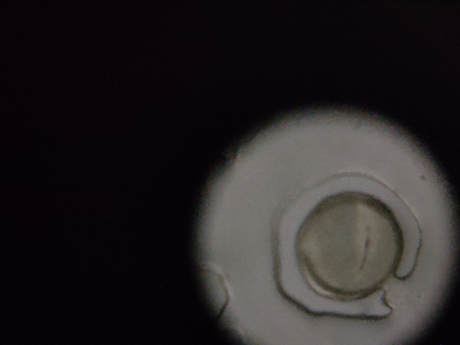 post_media%2FPZVpiRCVUYdNj0QoASz3PHcKfdi2%2Fnopid%2Fxvtrgl3nbi_PF%20Pollen%20340x.jpeg?alt=media&token=676c6735-b20e-4cdc-8f0d-3a2f3cc21f7c
