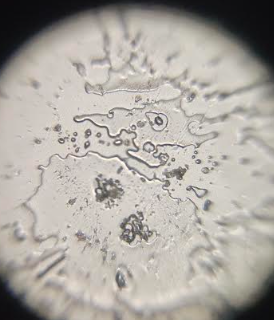 post_media%2FQSqSxKelUmb5jpQ7dzBC6ay2uEG3%2Fnopid%2F04uayfnhh3_Screenshot%202025-06-11%20121535.png?alt=media&token=33e836d0-f822-40b5-8c3b-ae51ed59f4da