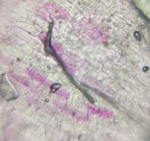 post_media%2FQSqSxKelUmb5jpQ7dzBC6ay2uEG3%2Fnopid%2Flago87zoup_Screenshot%202025-06-10%20165233.png?alt=media&token=10467886-a5dd-4ab9-952d-b497a95e44fc