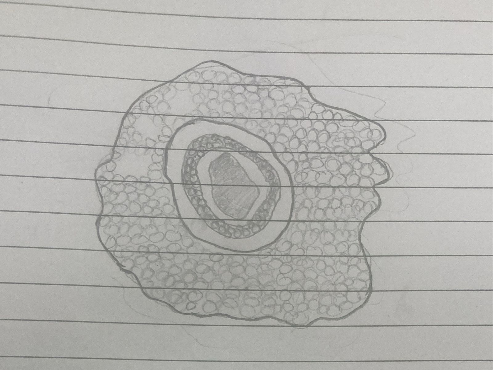 post_media%2FQwcU4YpwtQWiYDkOpcfW2vgIyDn1%2FLhSdHzSUbdqFFBzJMlU8%2Fgekl7uaunn_Fern%20Rhizome%20(50X)%20Drawing.jpeg?alt=media&token=0bedd342-4612-4357-b1cb-995e3cbffd4a