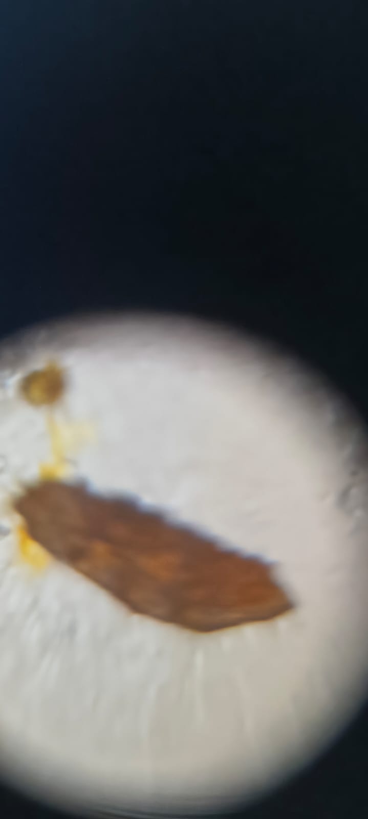 post_media%2FRLtaZ7G5dYVsQBEK1aVoW62cAxl1%2Fm7E4DRmgImkfDgHqO2Dw%2F1x93s97yj9_1000214657.jpg?alt=media&token=9f211c71-29b2-46f5-a121-5e395a044705