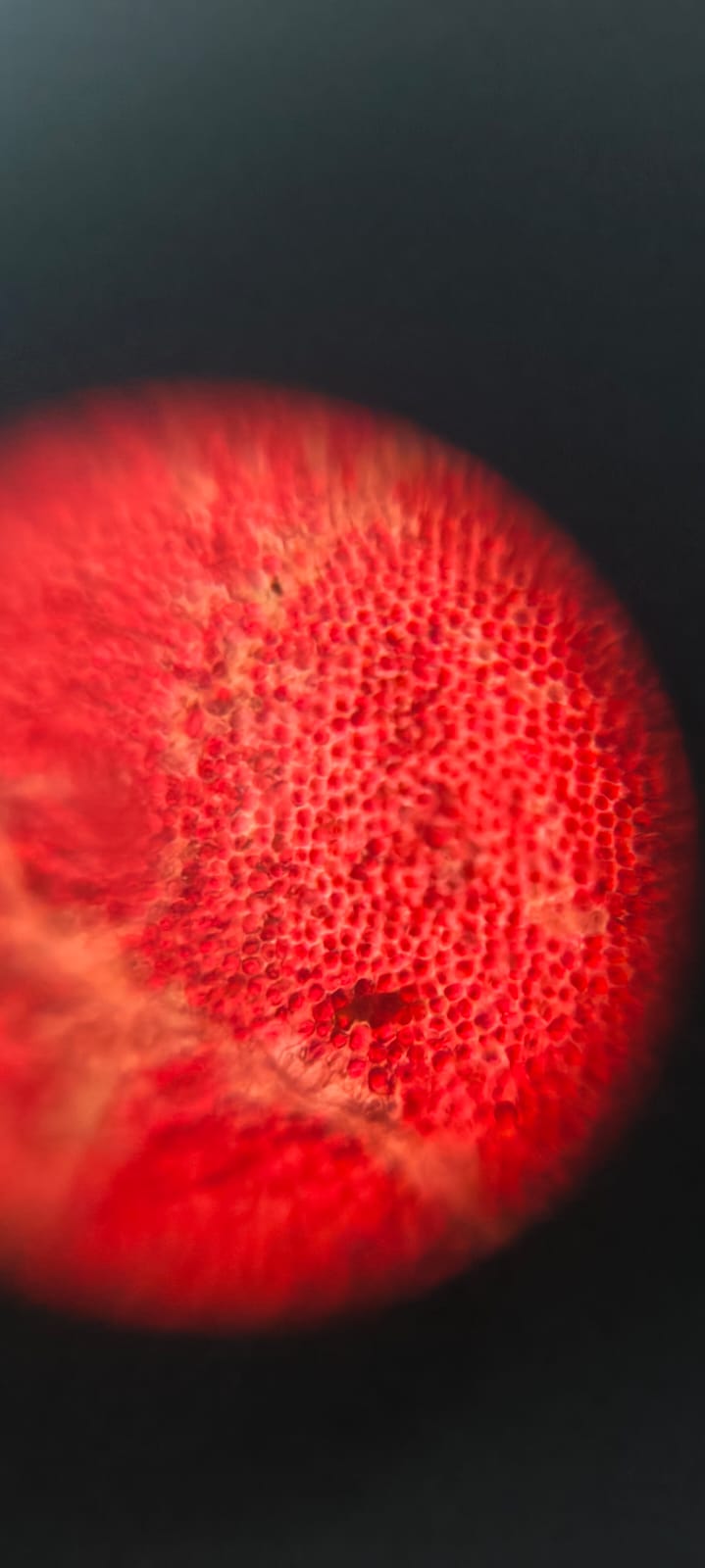 post_media%2FRLtaZ7G5dYVsQBEK1aVoW62cAxl1%2Fm7E4DRmgImkfDgHqO2Dw%2Fgk6o32cd6f_1000214668.jpg?alt=media&token=5b24ffa9-6b14-4663-a416-dd972fadd4d1