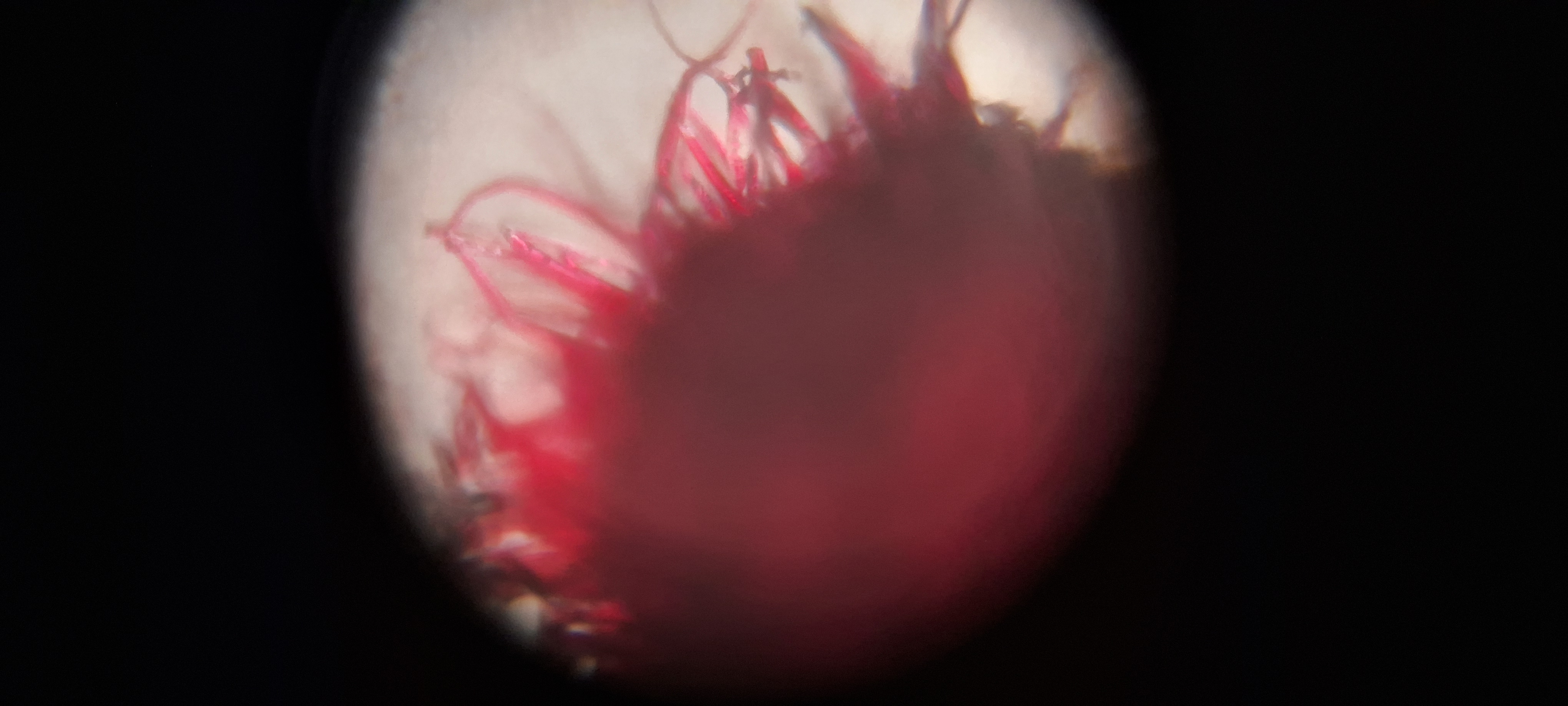 post_media%2FRLtaZ7G5dYVsQBEK1aVoW62cAxl1%2Fm7E4DRmgImkfDgHqO2Dw%2Fkho0yewgxh_1000214623.jpg?alt=media&token=e728c218-55be-4bed-98a6-f8fdbacdd1e6