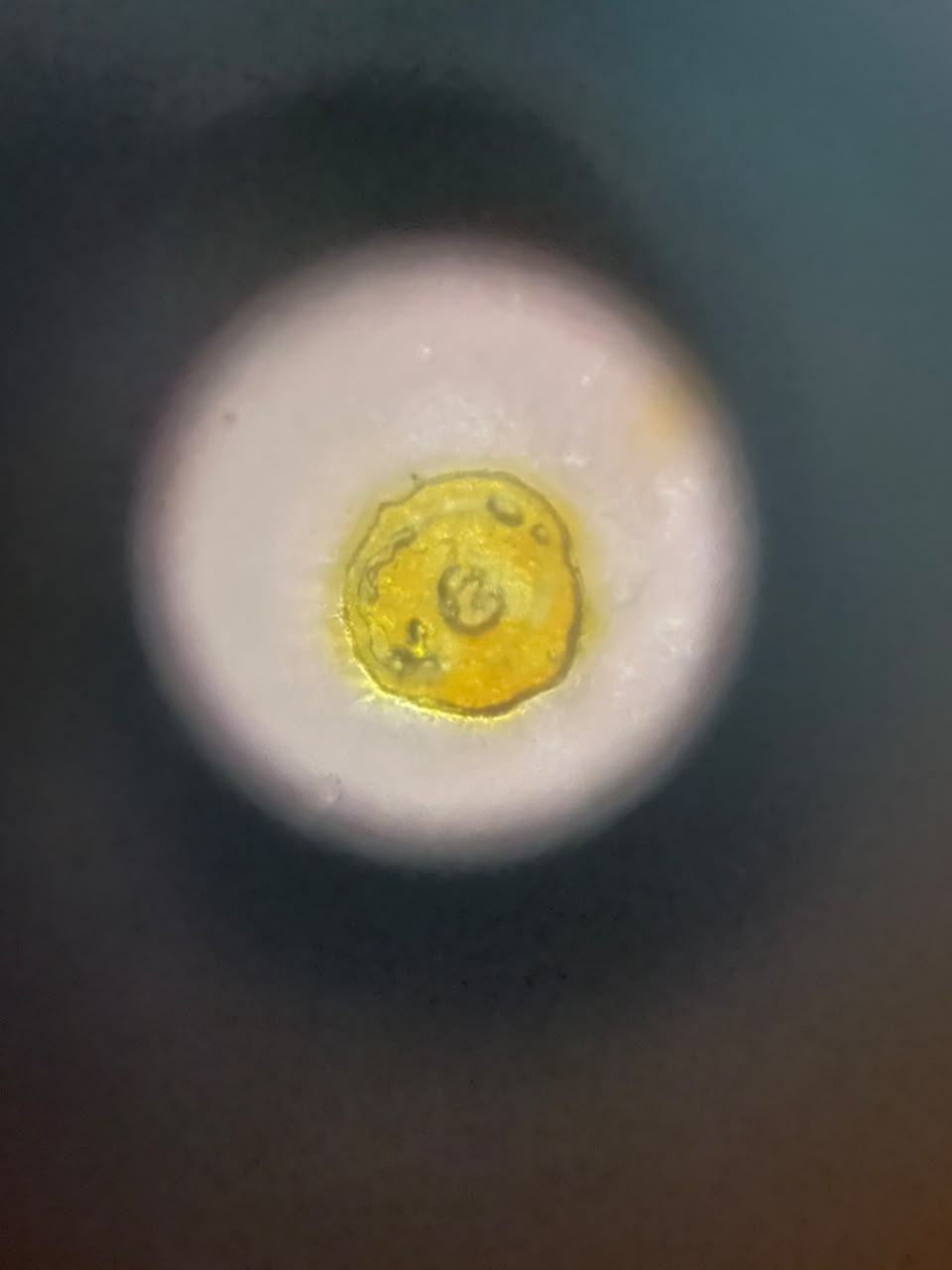 post_media%2FSmmivcJrPTRikVTUxyxxV7lcSbw2%2Fnopid%2Fcpdmzu0gci_Pollen1340x7.jpeg?alt=media&token=600ad32c-c094-4300-9d75-bb6175af1cce