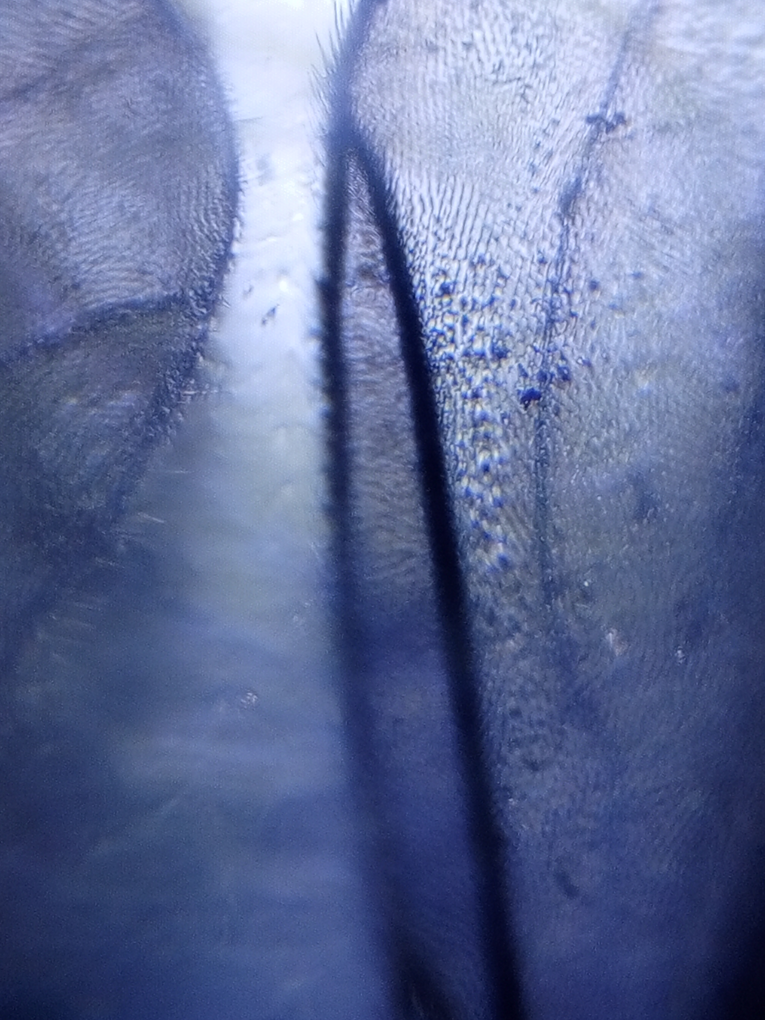 post_media%2FUOPw9xtcnzU37AZkbh66ihQBG383%2FFOhoYyKJvhtPmVyzRHoc%2F6j1jvt8v1r_IMG_20241024_193228_258.jpg?alt=media&token=ff083503-99a2-4465-bd96-a16d283b46d1