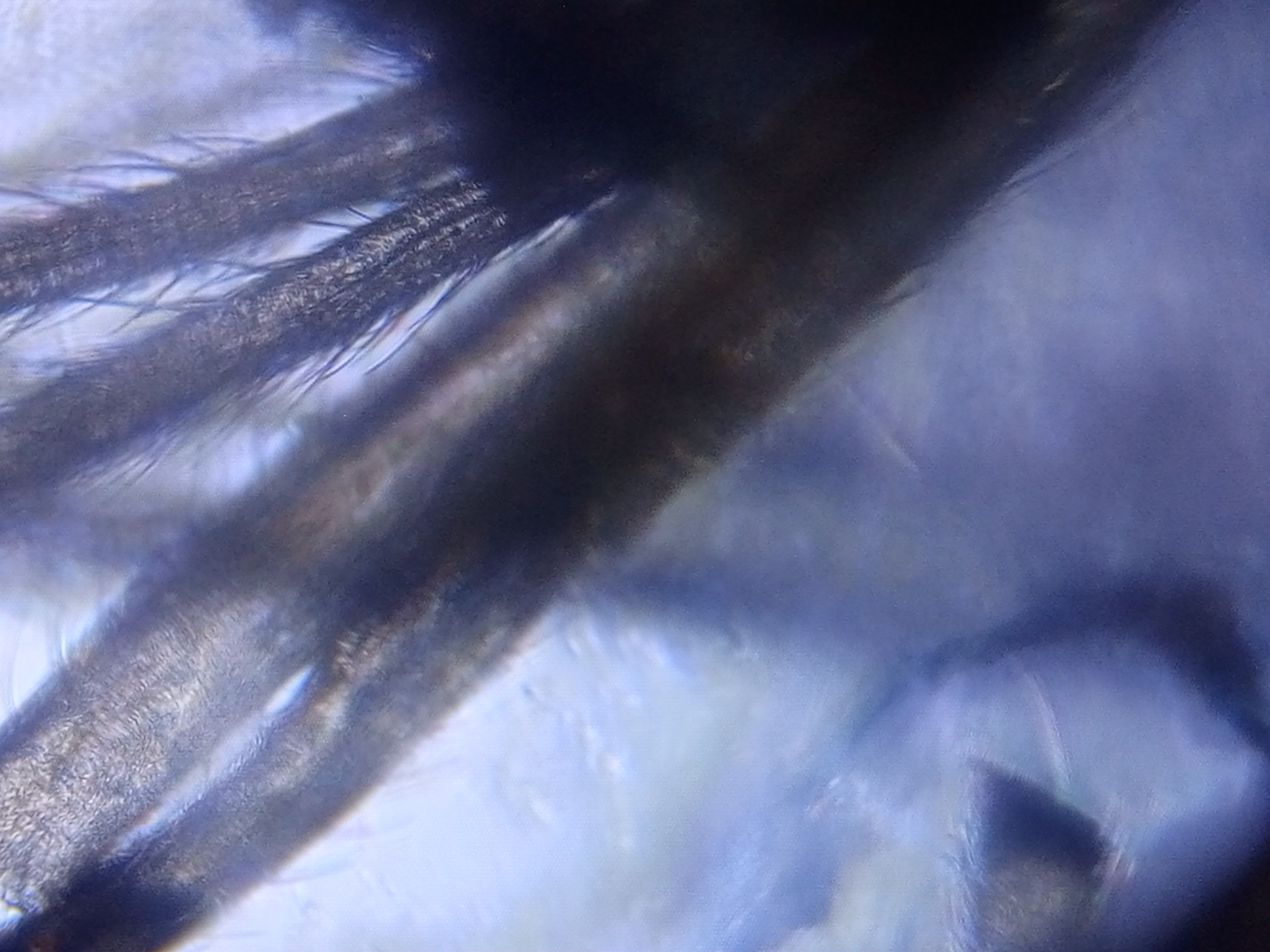 post_media%2FUOPw9xtcnzU37AZkbh66ihQBG383%2FFOhoYyKJvhtPmVyzRHoc%2F788ane5rog_IMG_20241024_193245_667.jpg?alt=media&token=b6670099-89cb-4101-8eea-69d21c663cc7