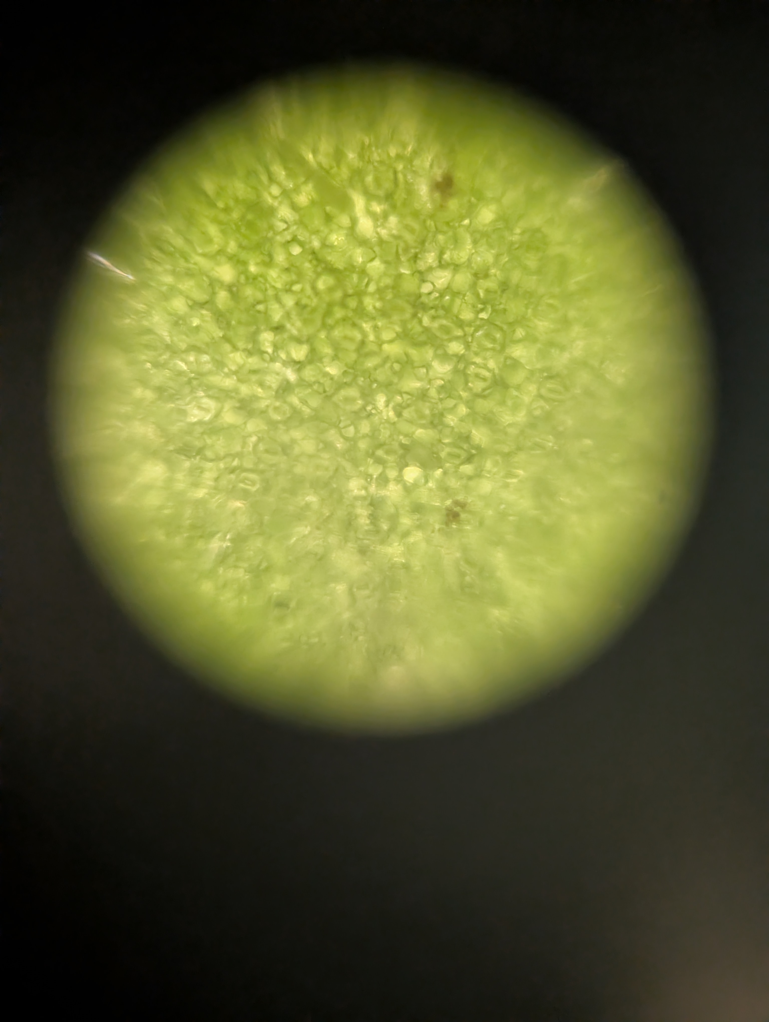 post_media%2FWqSZEF9HZGeECaexMRgfOGU6Aaa2%2FjFY7VJTIXcHHui1CfIzX%2F34f58v2ebm_1000023766.jpg?alt=media&token=b6804baf-c8f6-4f42-951f-fd1a74f22918