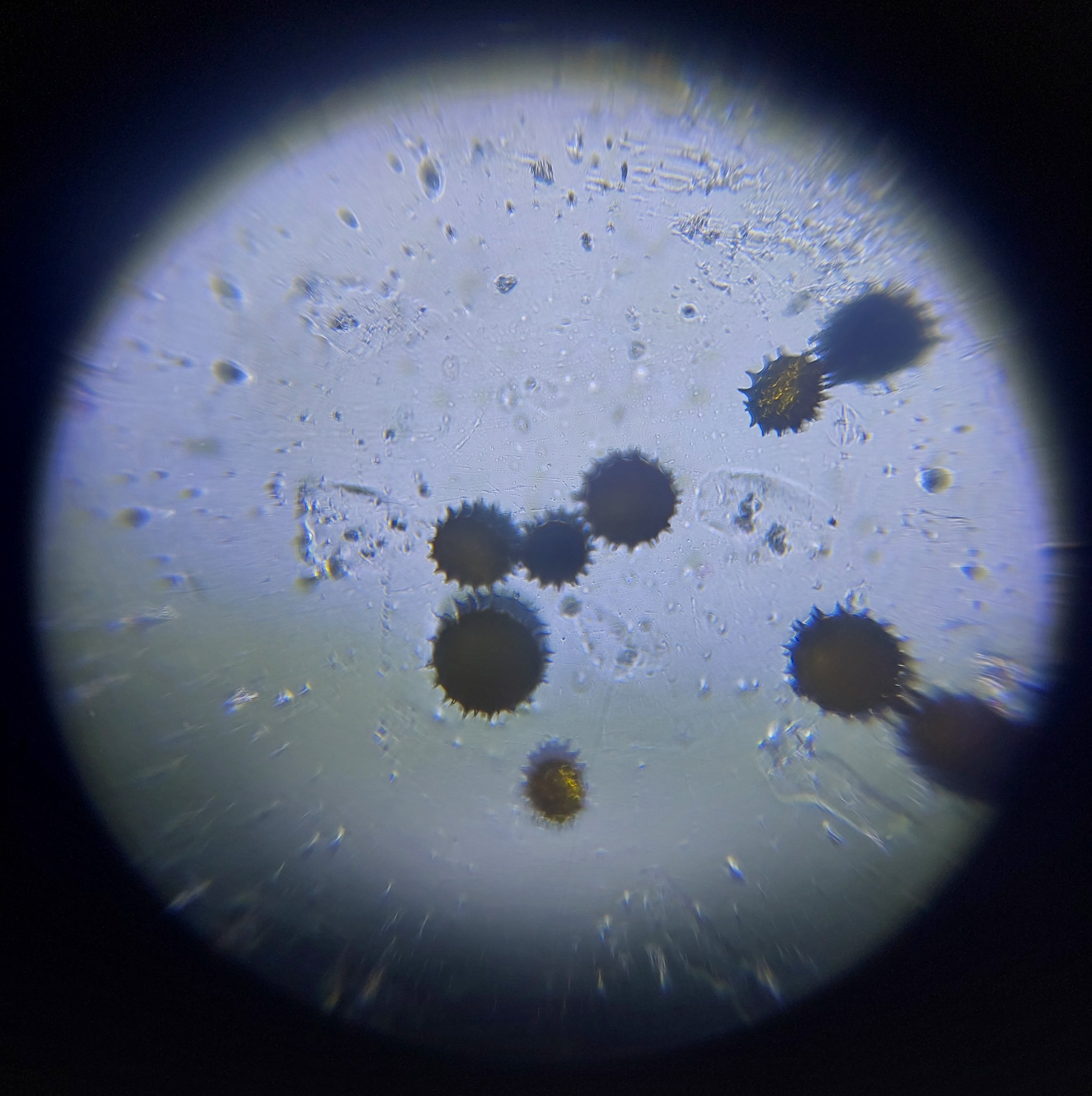 post_media%2FXu8JLYFIzURZPPo4EdIUm6jxTQ32%2Fnopid%2Fl6zz3uziun_20250904_201330.jpg?alt=media&token=c5a1ce29-3d6f-42c9-931b-b0d20eec8231