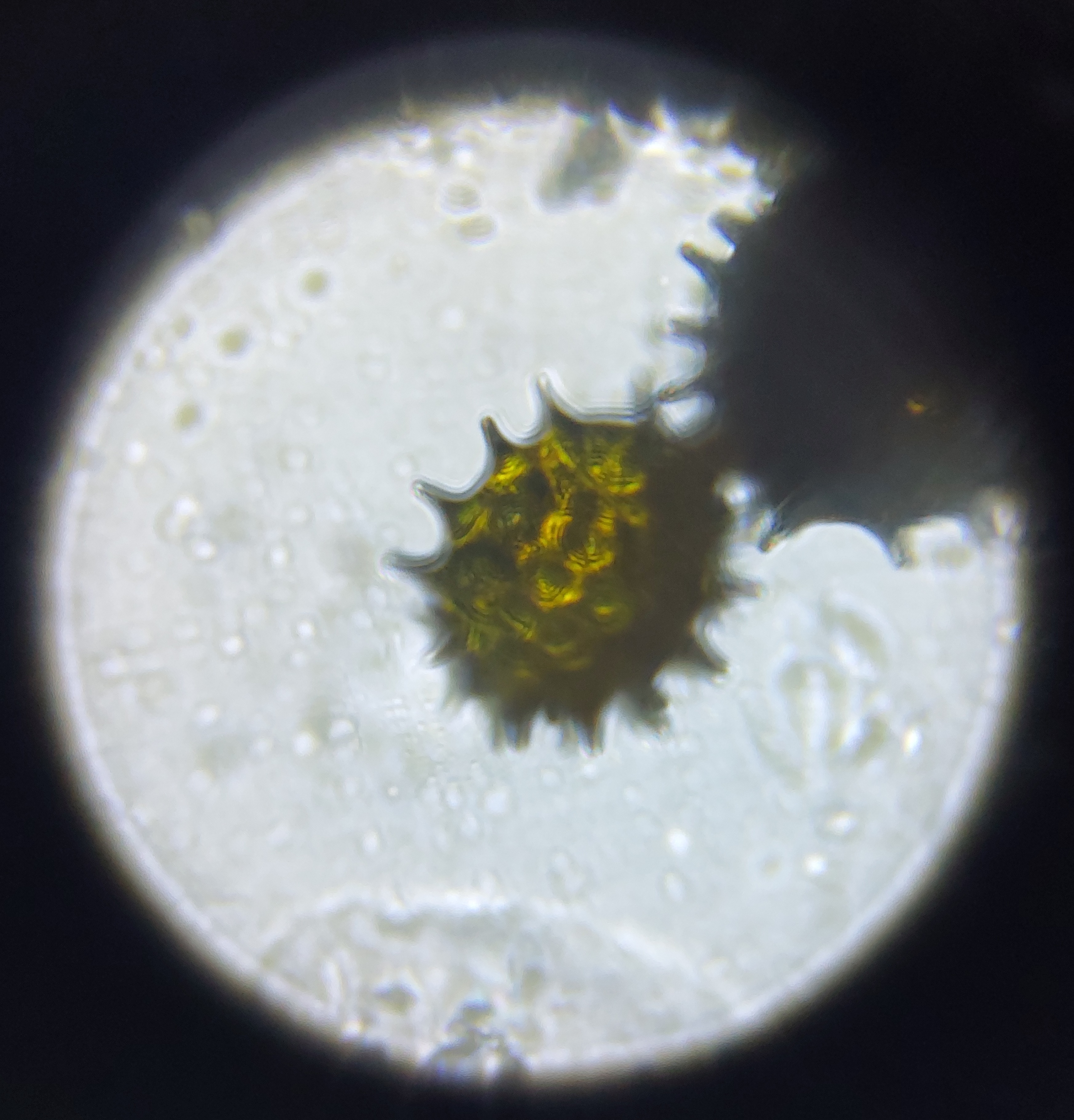 post_media%2FXu8JLYFIzURZPPo4EdIUm6jxTQ32%2Fnopid%2Fpsfxcwyfv0_20250904_201559.jpg?alt=media&token=70959e90-308b-4729-bfbd-e101547f17ff