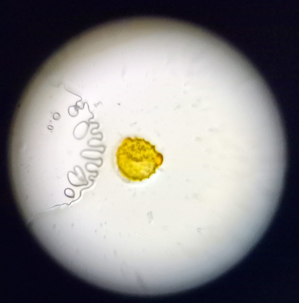 post_media%2FZjmPJQi9QYfGHDwzgwP3YaRfgsG2%2Fnopid%2F767k945dgj_Cropped%20Hibiscus%20pollen%2050x.jpeg?alt=media&token=f0ceea1d-b08d-4cd6-9a93-84d63162de3d