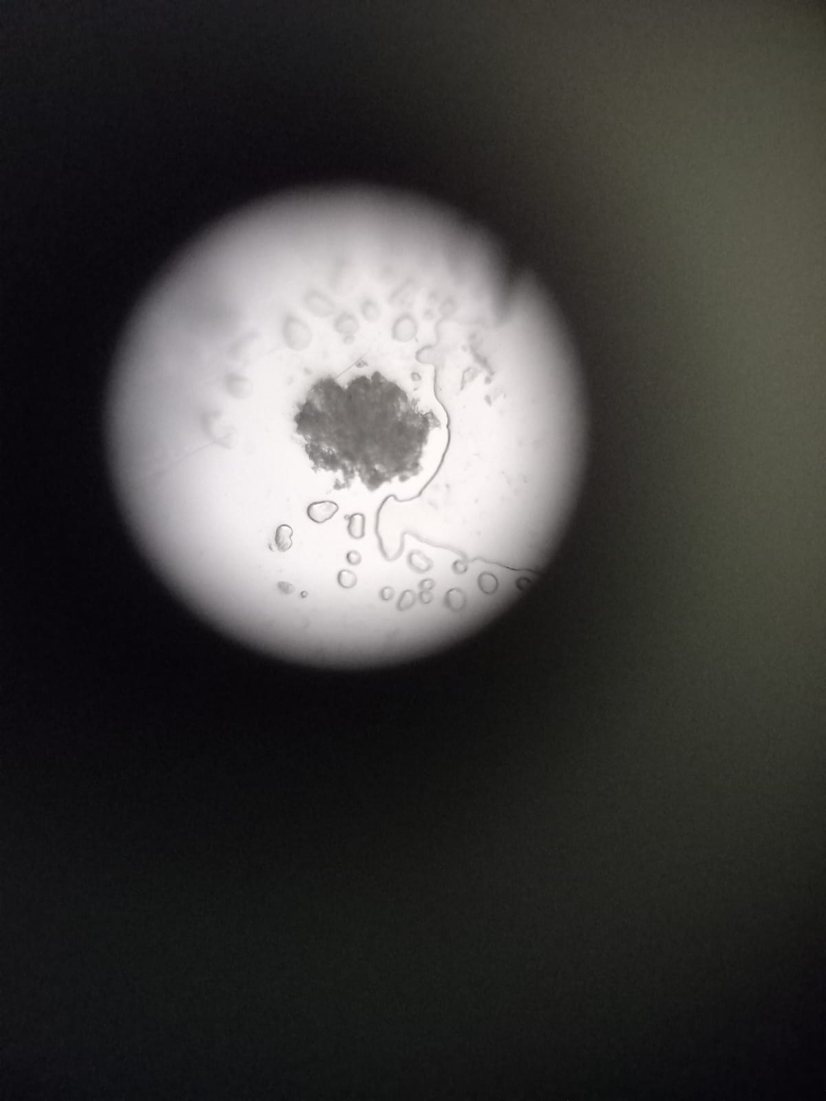 post_media%2FZjmPJQi9QYfGHDwzgwP3YaRfgsG2%2Fnopid%2Fdqfssv2vyt_140xwhiteflowerpollen.jpeg?alt=media&token=4dc09c15-ae6e-4b00-94e5-0e0acab4d5fc