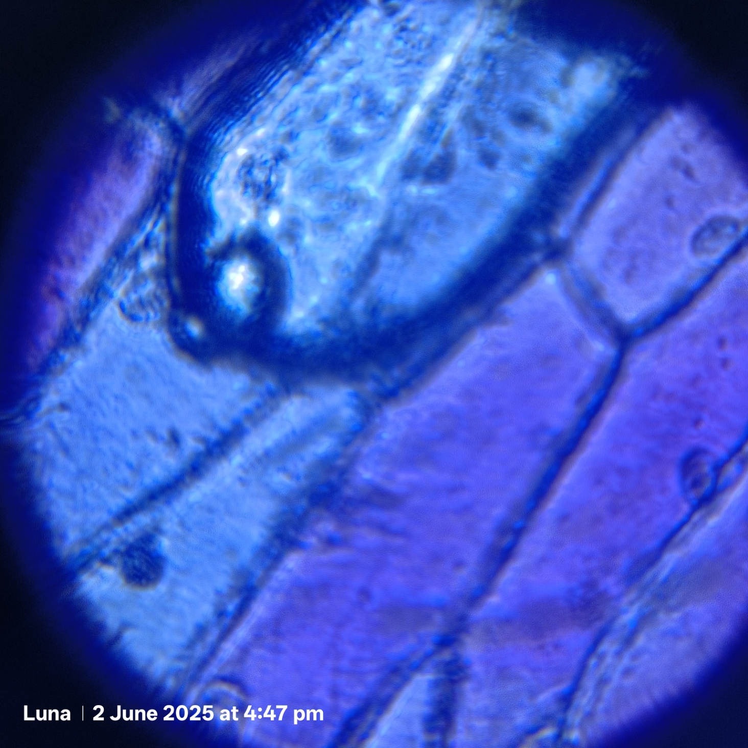 post_media%2Fd9QxYtCDLzVZ6fTbsXh37JuZikR2%2Fnopid%2Fc50bqng1jk_op2.jpg?alt=media&token=818477f2-bbdf-49d8-899d-0370792e686d