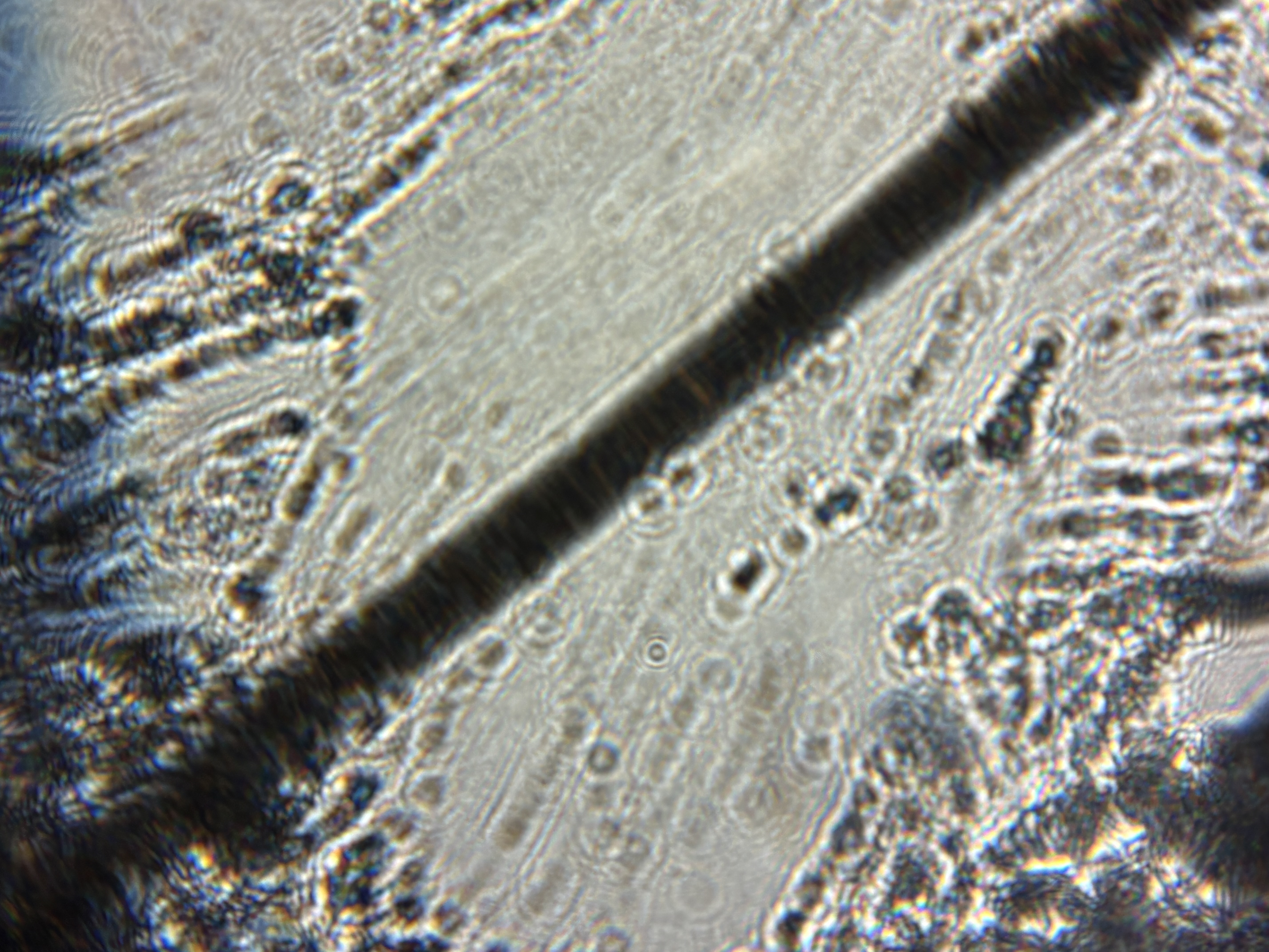 post_media%2FellwEdPdwJVCLeMETfXcGGETgnr1%2Fnopid%2F53vsc2bmcr_tempImage9TbUCj.jpg?alt=media&token=1084dfb7-8dfa-4d1c-9761-56a7d1e3ec61