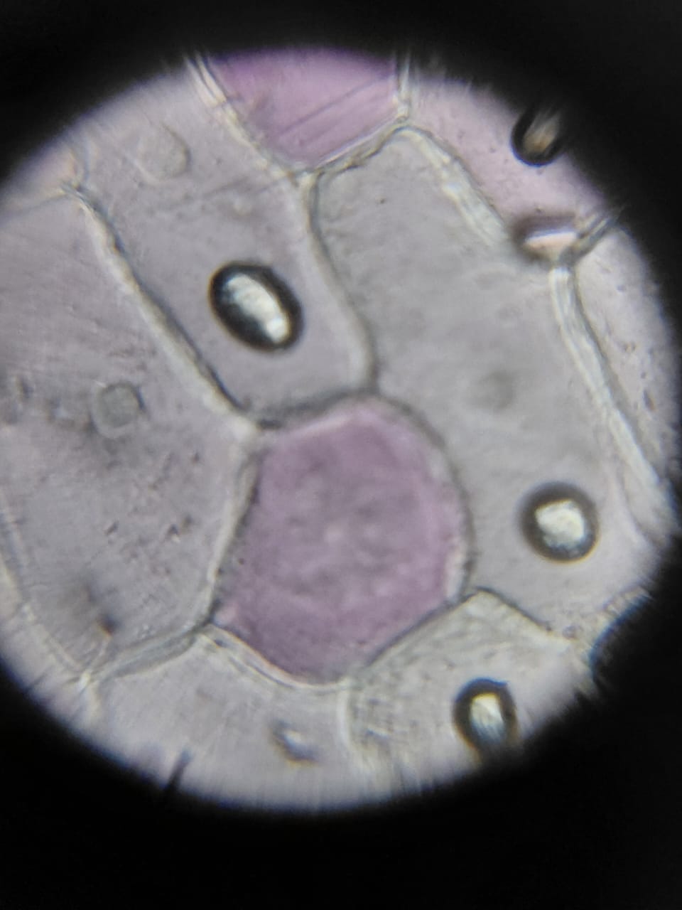 post_media%2FftoITH0z3jPntqppmMh9YSIjyk72%2F50qED3GCf9z1DXcFWeWP%2Fimi333hljn_WhatsApp%20Image%202025-06-10%20at%2021.00.40_cef1cc69.jpg?alt=media&token=d3d97236-82b3-4b70-8883-83588c37e66c