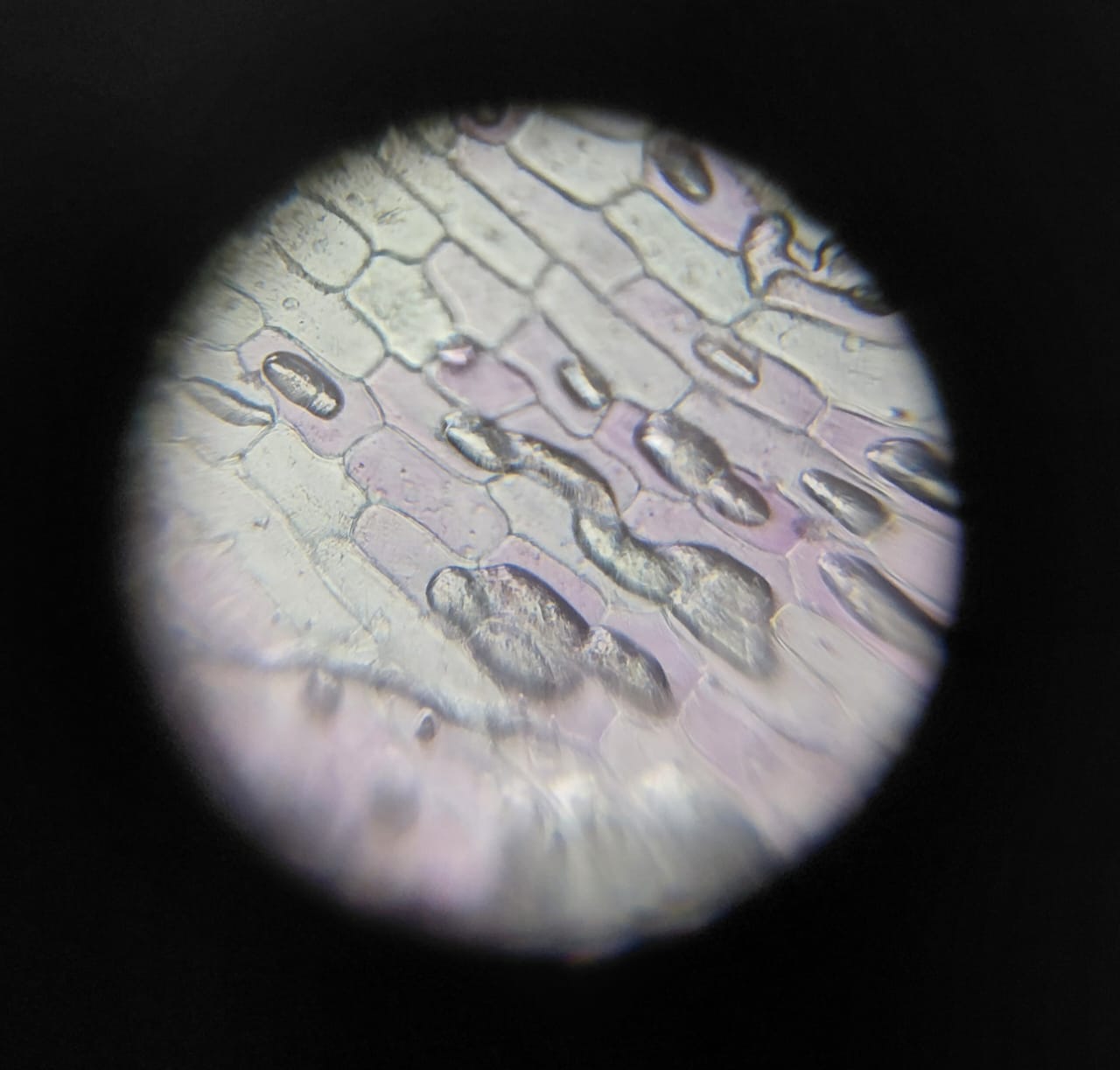 post_media%2FftoITH0z3jPntqppmMh9YSIjyk72%2F50qED3GCf9z1DXcFWeWP%2Fyf2li7txe0_WhatsApp%20Image%202025-06-10%20at%2021.00.39_5292ba79.jpg?alt=media&token=360954e7-be15-4acc-bde4-f86e226bf010