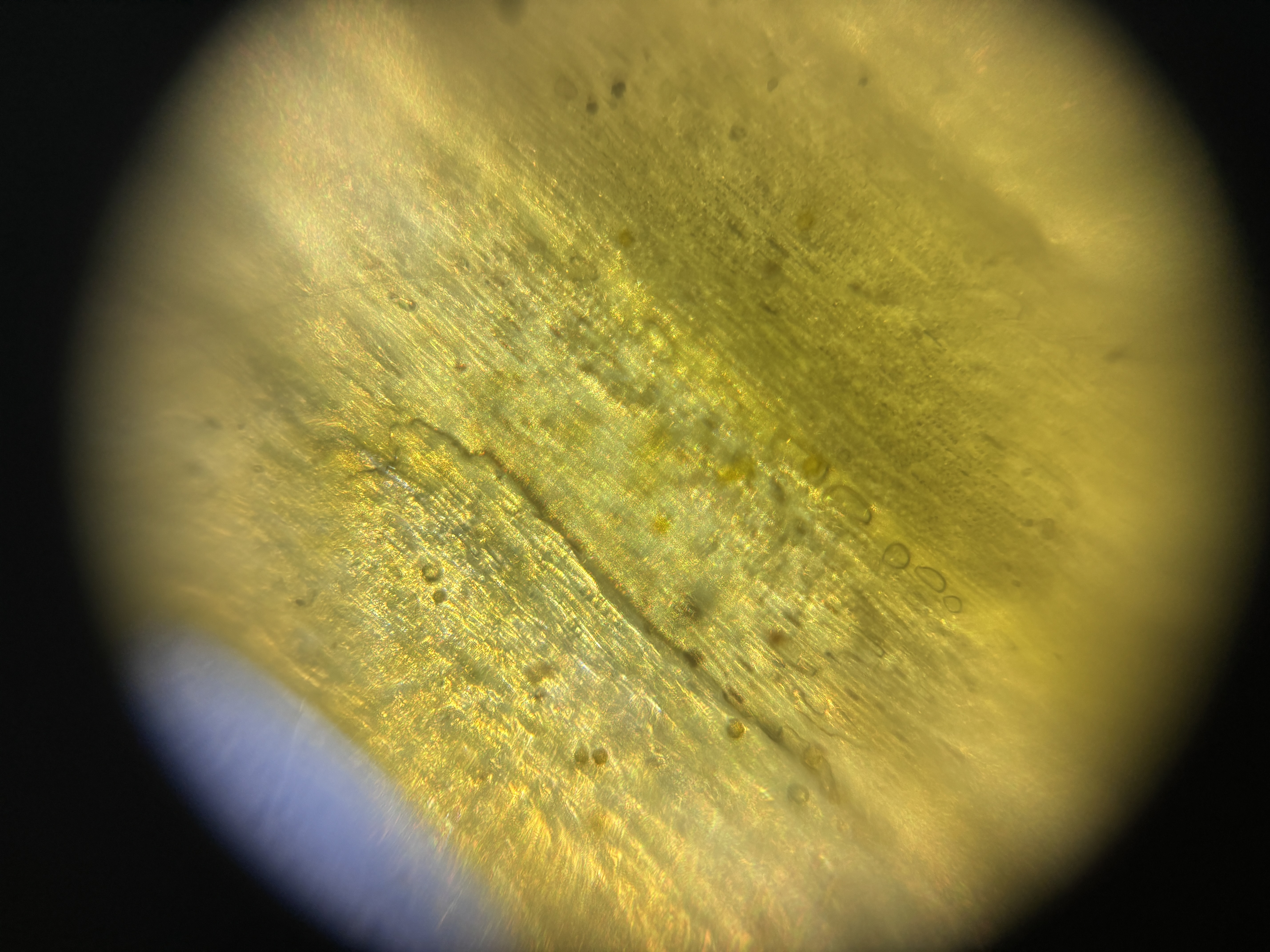 post_media%2FgVogTG5WfASN2bsZBEWMkM3Dk5T2%2F63NhuFXUpkE7XldeyA6V%2Febfvlmmbkk_IMG_1601.jpeg?alt=media&token=91a9848c-07f2-4dbd-a626-fb8c8b52f594