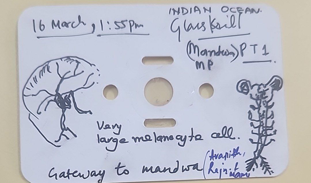 post_media%2FhjRDch2KWxMVP1sOkxTBxdWui3p2%2Fnopid%2F5ufnmt65wa_photo_2025-03-20_15-12-27.jpg?alt=media&token=37a24531-0aaf-4f67-8bdd-4b14b70618fb