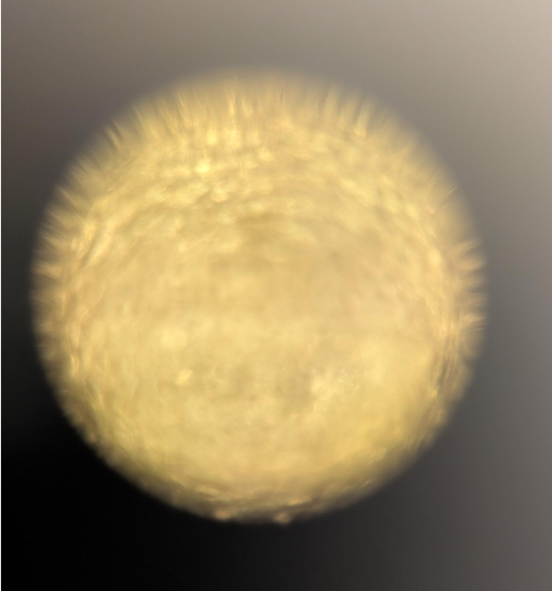 post_media%2Fho8Tak7YZ8NNwz1nPsL3EZNwLHY2%2Fnopid%2Fox9qv50ahd_Screenshot%202026-04-20%20at%2011.46.38%E2%80%AFAM.png?alt=media&token=b45523b8-94c7-4206-84e9-42c9def10e29