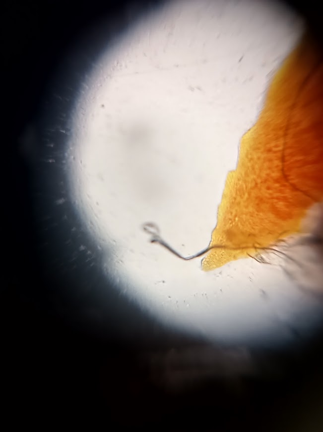 post_media%2FkgKo1keoHcZjmmsBJxg0vhViJlJ2%2FExsKyf63uCpAHKgn8qMG%2Fdbznh0ernp_MicroPlastics.jpg?alt=media&token=aec84a58-7dbb-4963-a797-20dc19d829e1