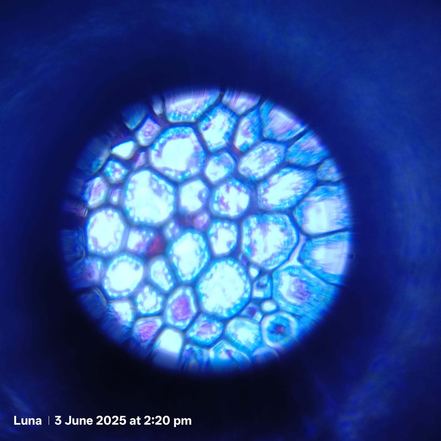 post_media%2FlGbJLf1x7nVMWuBle0CumfGqjRJ3%2Fnopid%2Fx60oaipc93_WhatsApp%20Image%202025-06-10%20at%2013.55.54.jpeg?alt=media&token=e2eb5991-39a1-497d-b941-519dfb4bfcd2