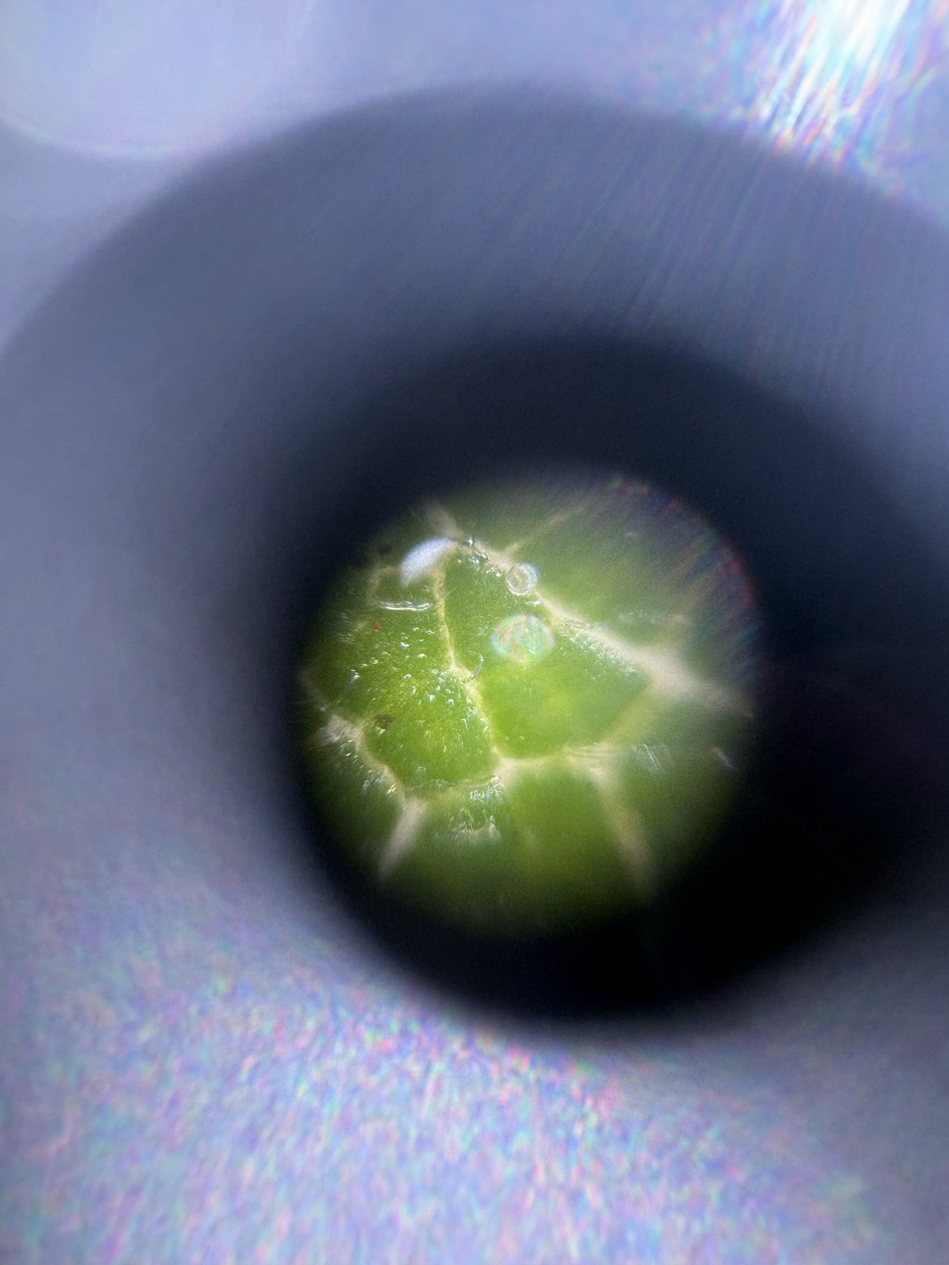 post_media%2FntI2STOXEXdB5NxkOXw1Oclc7pn1%2FIyJ0jSnfMrRQ9rizu4Oc%2Fva9efbjdkt_foldscope%204.jpg?alt=media&token=1e0052d1-86cb-4b28-9761-8b43d3320c27