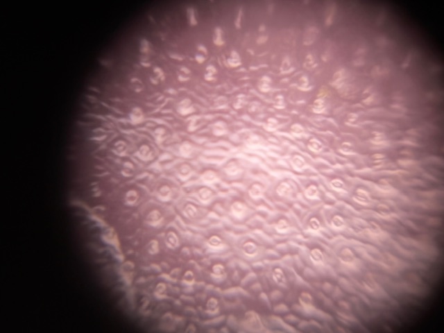 post_media%2FoHzw6Qw4JgZwdO0WxjiZqkW2l2u1%2Fnopid%2Fu1xa4plpce_Stomata%20140x%20Foldascope.jpeg?alt=media&token=452edc4e-2f20-4f18-b0ce-d1681b05e5a0