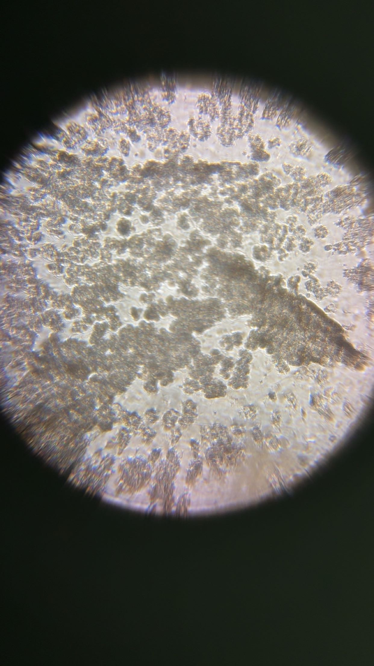 post_media%2FoJ6Zvvf6CkdGeIoSbd68BYYsMMv2%2Fnopid%2F61ndvmmrao_IMG_4203.JPG?alt=media&token=c3f95c2f-7d74-4c8e-9de2-b21ca62b0570