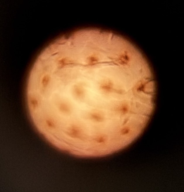 post_media%2Fq1IlA0CfbuhK82vk5BAgYpRaQO33%2Fnopid%2F4a5bbogbnt_Foldscope%20Bee%20Wing.jpeg?alt=media&token=33623378-c49f-426f-8ddb-35268dce9a52