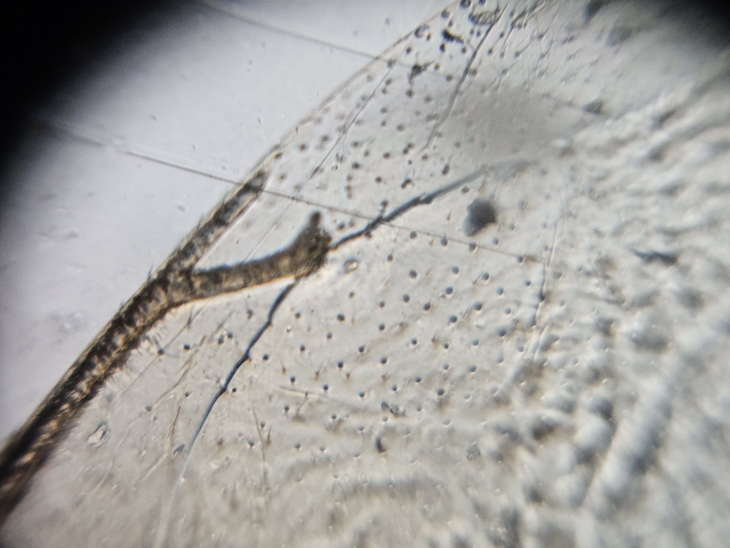 post_media%2FtPyHFkx5VFWSzEnh8dzRukf8rCK2%2Fnopid%2Fwzed56zcty_Foldscope%20-%20Wing_Spilomena.jpg?alt=media&token=905ec9c1-49ea-4019-bcee-0fd0928c79f6