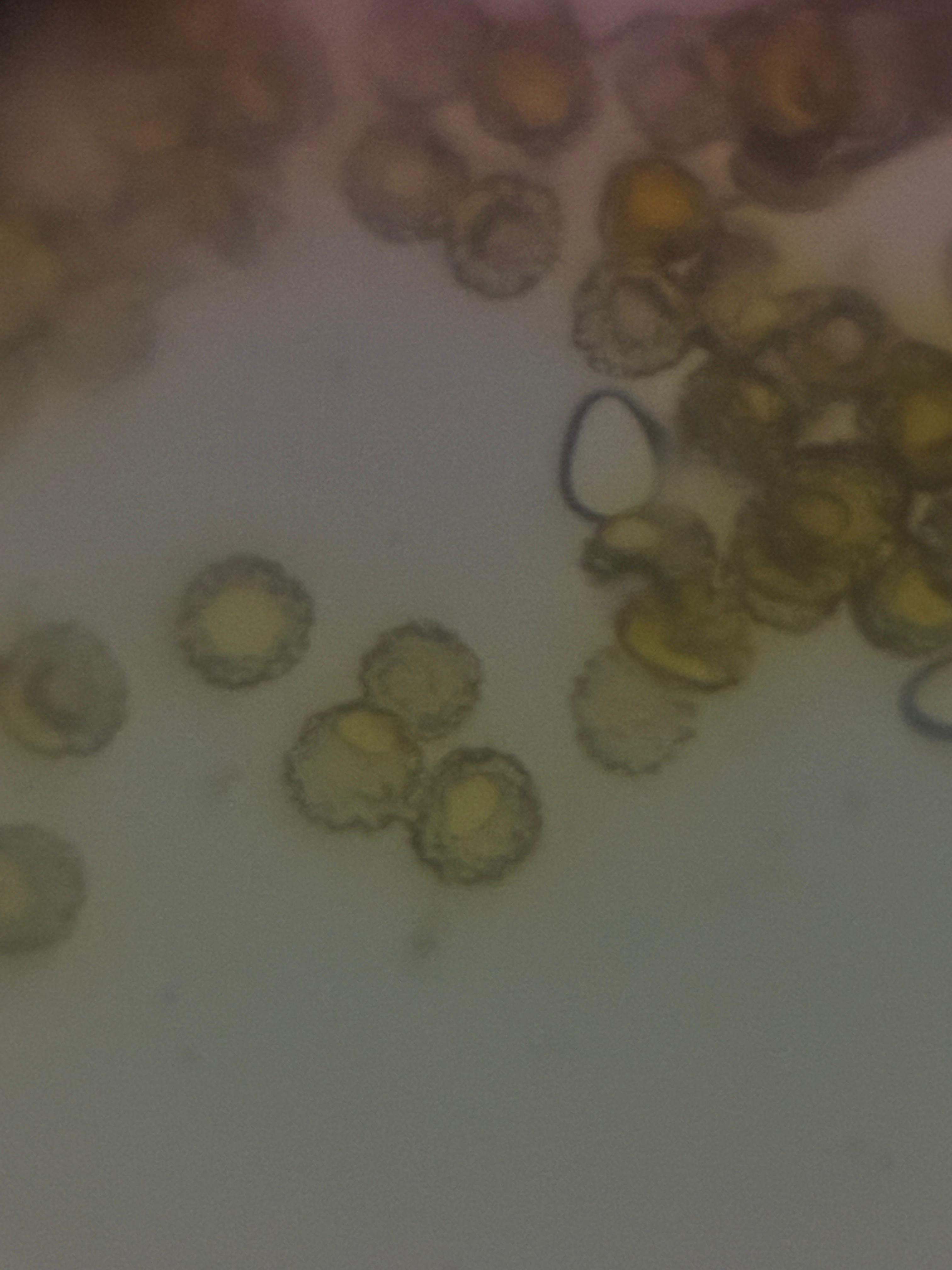 post_media%2Fw7YNp3yzFHWW3dEKHjxQ7dwAjwv2%2Fnopid%2Fr0rd8a7fjz_WhatsApp%20Image%202026-03-14%20at%2017.10.37%20(1).jpeg?alt=media&token=9bbe8658-df22-44cb-a7fb-240533d54c9e