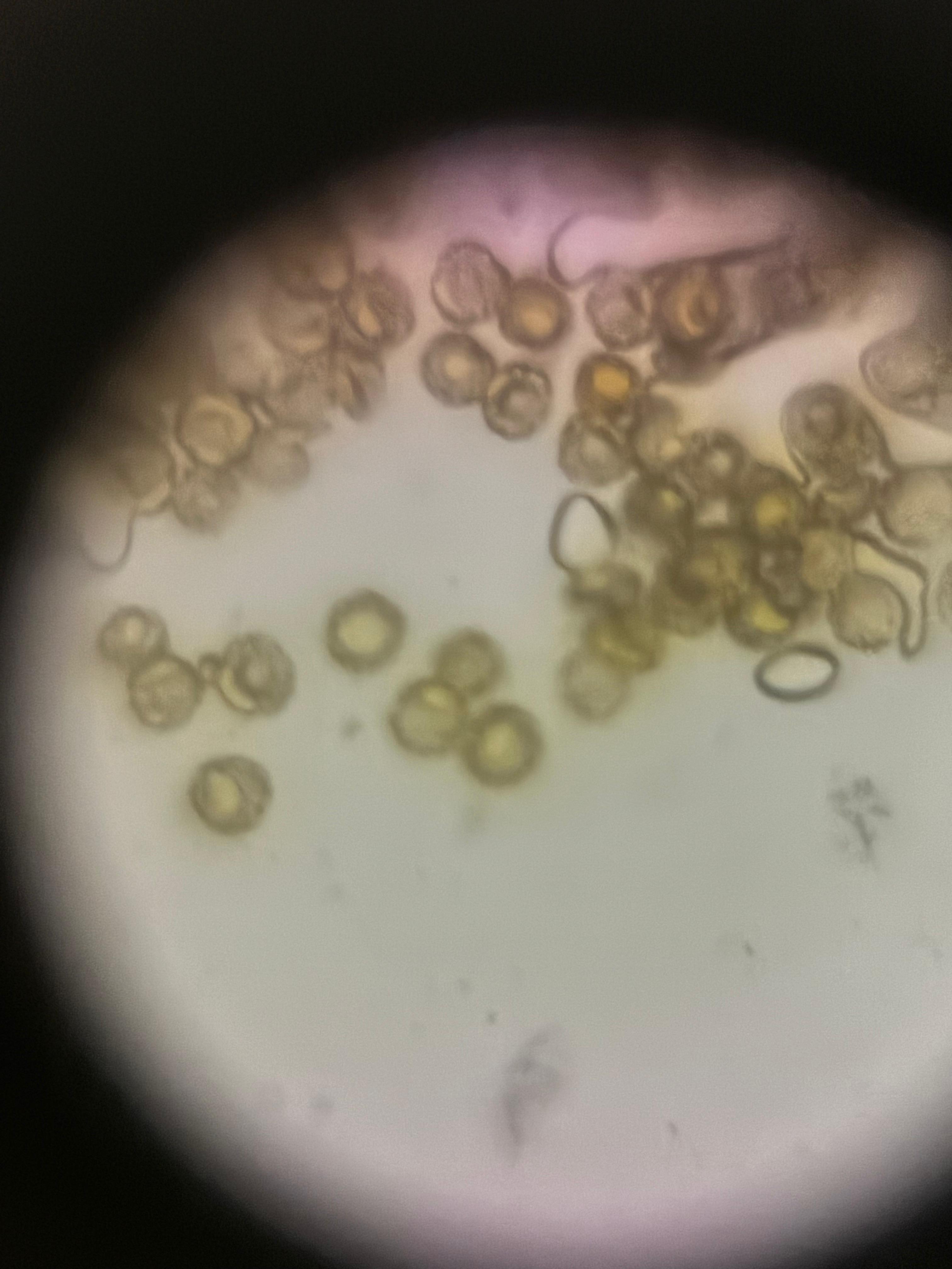 post_media%2Fw7YNp3yzFHWW3dEKHjxQ7dwAjwv2%2Fnopid%2Fu4ukpbtuju_WhatsApp%20Image%202026-03-14%20at%2017.10.37.jpeg?alt=media&token=96453f18-0804-4fff-bdbd-1afc768b989d