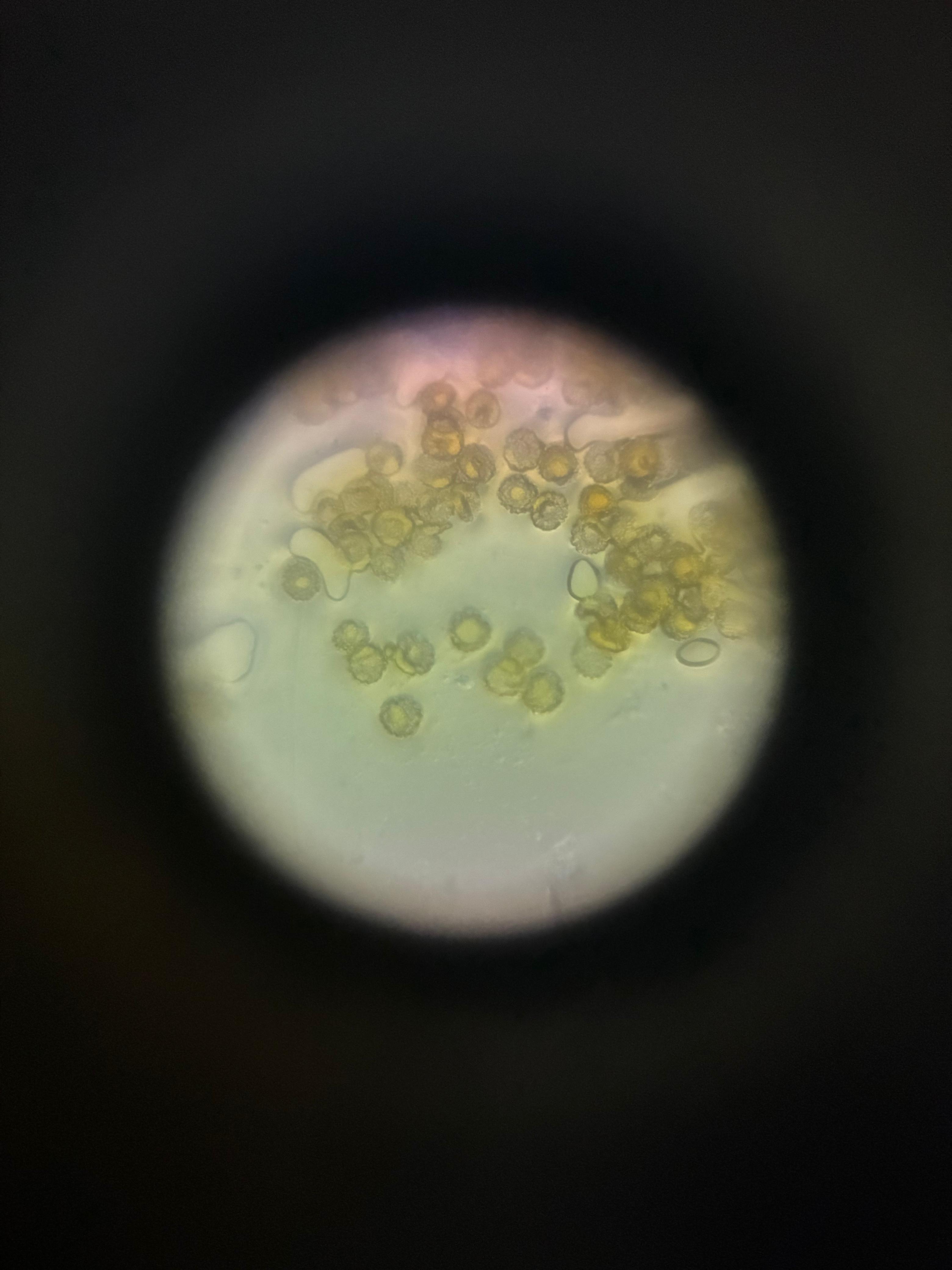 post_media%2Fw7YNp3yzFHWW3dEKHjxQ7dwAjwv2%2Fnopid%2Fxjcd33l5x8_WhatsApp%20Image%202026-03-14%20at%2017.10.36%20(2).jpeg?alt=media&token=61b04b54-e858-424d-81be-bad9d8272c74