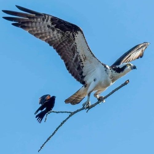 Bird
