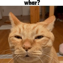 Whar (Cat)