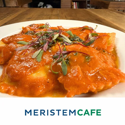 Ravioli covered in creamy orange-red sauce and topped with fresh microgreens on a white plate at Meristem Cafe.