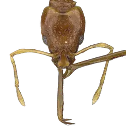 Acanthognathus brevicornis