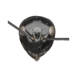 Plagiolepis pictipes