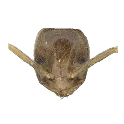 Bothriomyrmex communista