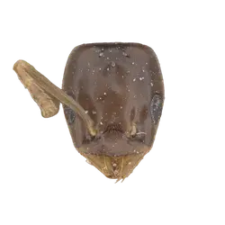 Bothriomyrmex corsicus