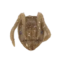 Bothriomyrmex cuculus