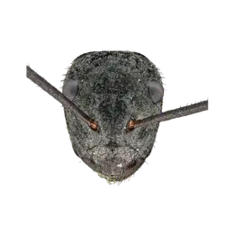 Pogonomyrmex anzensis