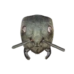 Pogonomyrmex brevibarbis